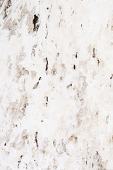 The bark of the white color in sunny weather