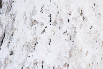 The bark of the white color in sunny weather