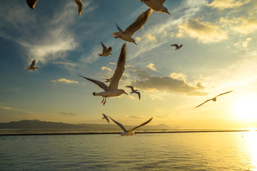 Seagulls Flying in the Sky during Sunset