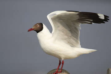 Brown-headed Gull (Larus brunnicephalus) in Thailand