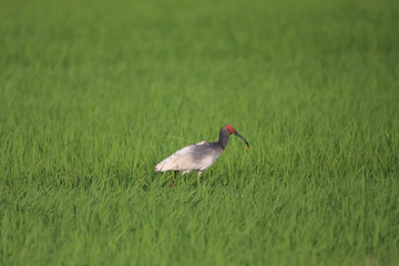 Crested Ibis (Nipponia Nippon) in Japan