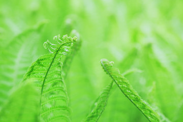 Fern leaf background
