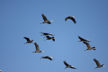 Hooded Crane (Grus monacha) in Izumi,kagoshima,japan