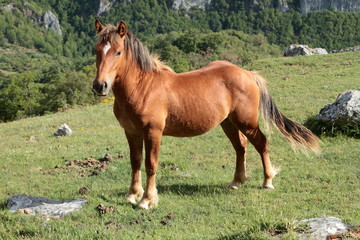 Yegua joven en pradera de montaña.