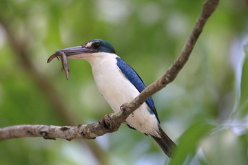 Collared Kingfisher (Todiramphus chloris)