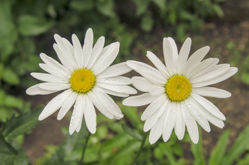 camomile