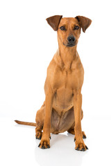 Deutscher Pinscher