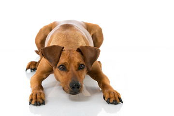 Deutscher Pinscher