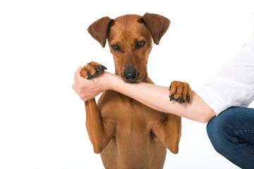 Deutscher Pinscher