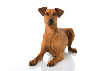 Deutscher Pinscher