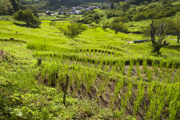 Terrace rice fields in Kikugawa, Japan