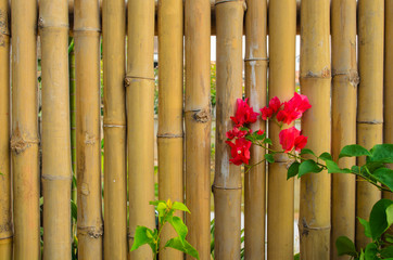 Bamboo fence