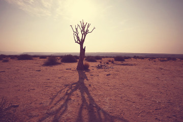 African tree
