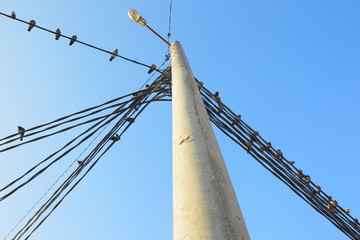 birds on the wires