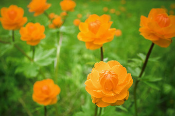 Fototapeta premium Siberian globeflower