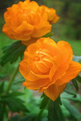 Siberian globeflower