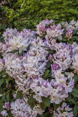 Obraz premium flowers, garden in Italy