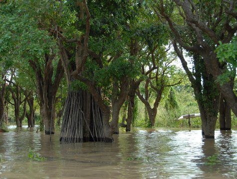Forêt inondée, Kompong Phhluk, Cambodge