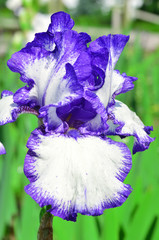 violet iris flower
