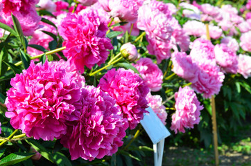 Blooming purple peony flowers