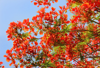 tree red acacia