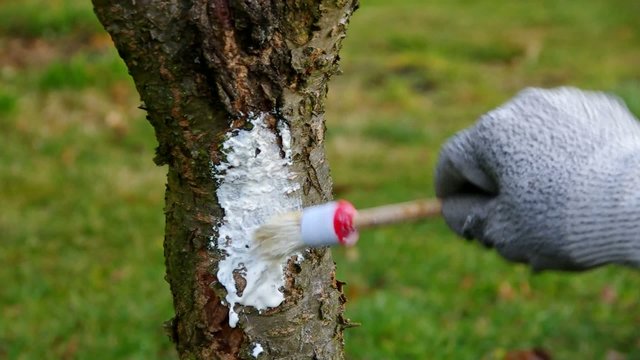 Baum weissen vid 01