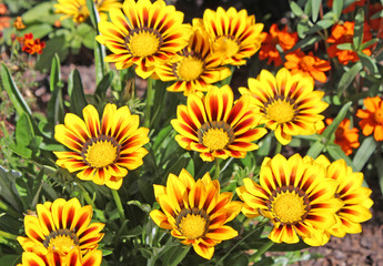 Fototapeta premium Parc floral de Vincennes