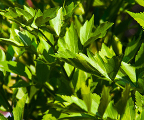 Spring Photo Background Image