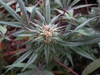 Close-up Flower Bud Marijuana Plant crystals