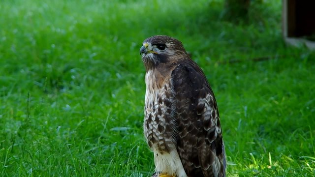 A Red Tailed buzzard on a green background