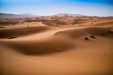 Fototapeta na wymiar beautiful sand dunes in the Sahara near Merzouga, Erg Chebbi, Mo