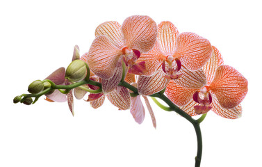 geïsoleerde orchideebloemen in oranje reepjes
