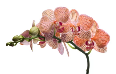 Türaufkleber Orchidee isolierte orchideenblüten in orangefarbenen streifen