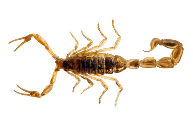 small golden isolated scorpion top view - obrazy, fototapety, plakaty
