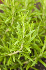 Fototapeta na wymiar Fresh Green Rosemary Herbs