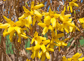 Forsythienblüten
