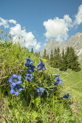Enzianblüte