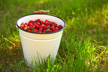 A bucket full of fresh strawberries
