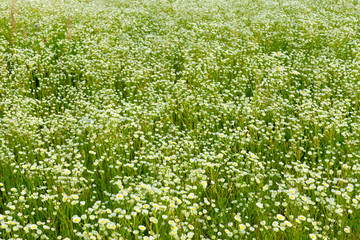 Fototapeta na wymiar Background of daisy meadow
