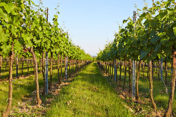 Vineyard in spring sunny day