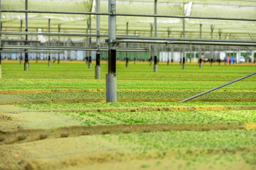 Greenhouse Incubator of the salad chews