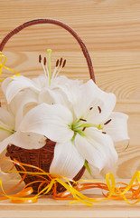 White lily solated on wood background. 