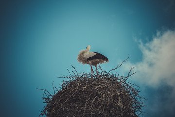 Care, Stork nest made ​​of tree branches over blue sky in dr