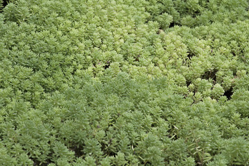 Sedum Gracile covering the soil