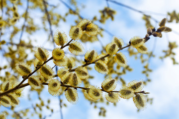  willow branches in spring nature