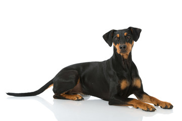 Deutscher Pinscher