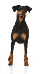 Deutscher Pinscher