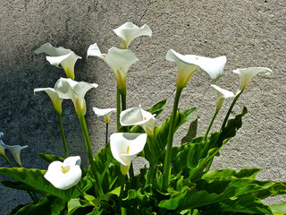 arum