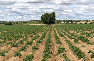 Patatas campo