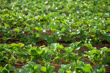 strawberry garden at doi angkhang mountain, chiangmai : thailand